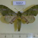 70557p Sphingidae Chloroclanis virescens Uganda $20