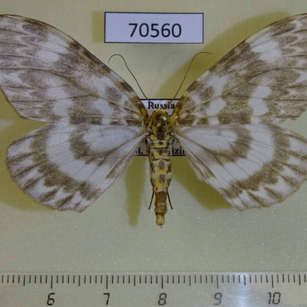 Geometridae Gandaritis agnes f Primorye