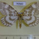 70560p Geometridae Gandaritis agnes f Primorye $7