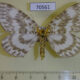 70561p Geometridae Gandaritis agnes f Primorye $8