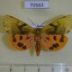 70563p Arctiidae Rhyparioides nebulosus Primorye $7