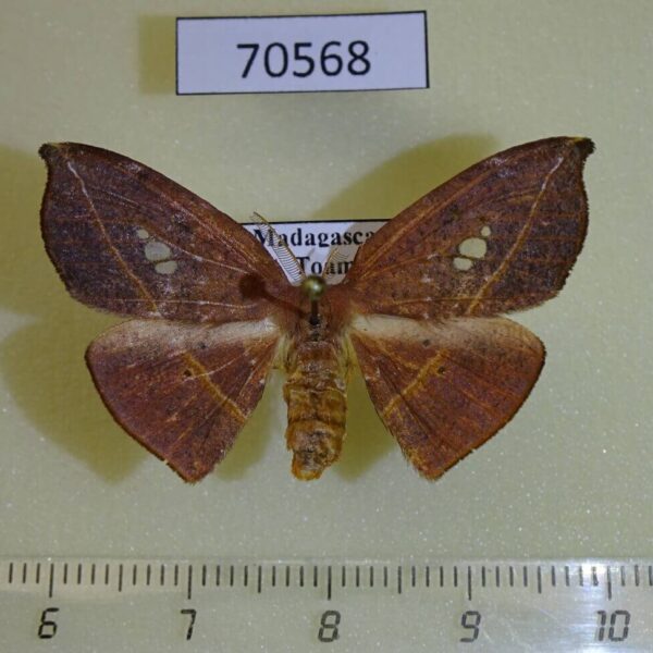 Drepanidae Spidia sp. f Madagascar