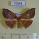 70568p Drepanidae Spidia sp. f Madagascar $25