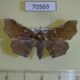 70569p Noctuidae Mepantadrea reuteri f Madagascar $8