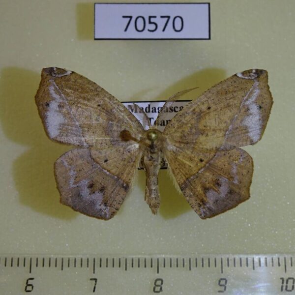 Geometridae Epigynopteryx variabile Madagascar