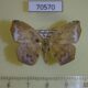 70570p Geometridae Epigynopteryx variabile Madagascar $8