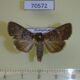 70572p Noctuidae Feliniopsis annosa Madagascar $7