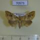 70573p Noctuidae sp. Madagascar $5