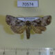 70574p Noctuidae Kenrickodes griseata Madagascar $7