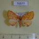 70577p Noctuidae Homodes magnifica Madagascar $9