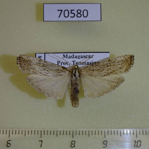 Arctiidae Eilema cramboides Madagascar
