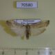 70580p Arctiidae Eilema cramboides Madagascar $9