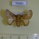 70581p Limacodidae Compactena hilda Uganda $8