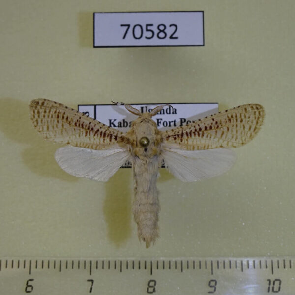 Cossidae Azygophleps boisduvalii Uganda