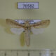 70582p Cossidae Azygophleps boisduvalii Uganda $20