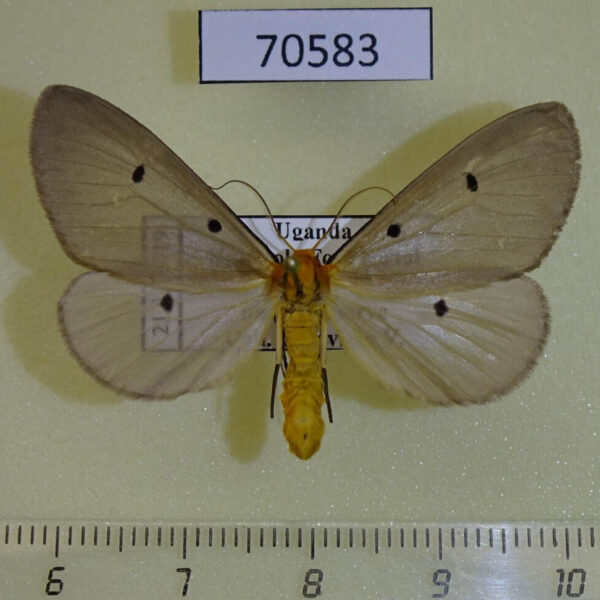 Noctuidae Soloe fumipennis Uganda