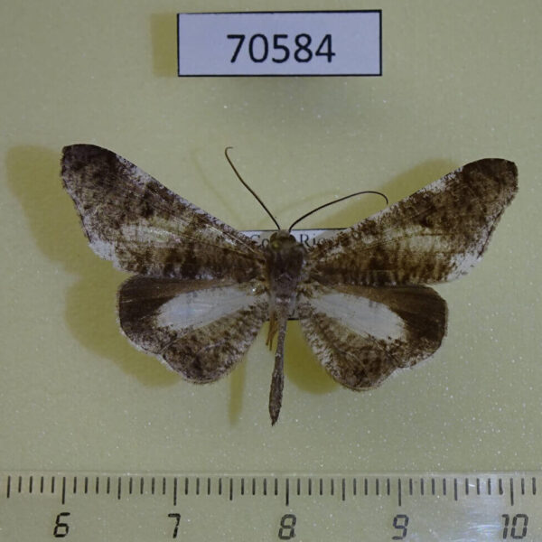 Hedylidae Macrosoma conifera Costa Rica