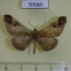 70585p Hedylidae Macrosoma majormacula Costa Rica $50