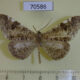70586p Hedylidae Macrosoma nigrimacula Costa Rica $40