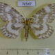 70587p GeometridaeGandaritis agnes f Primorye $7