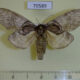 70589p Notodontiidae Peridea moltrechti f Primorye $7