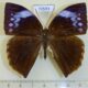 70593p Nymphalidae Enispe cycnus Vietnam $15