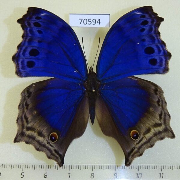 Nymphalidae Protogoniomorpha temora Uganda