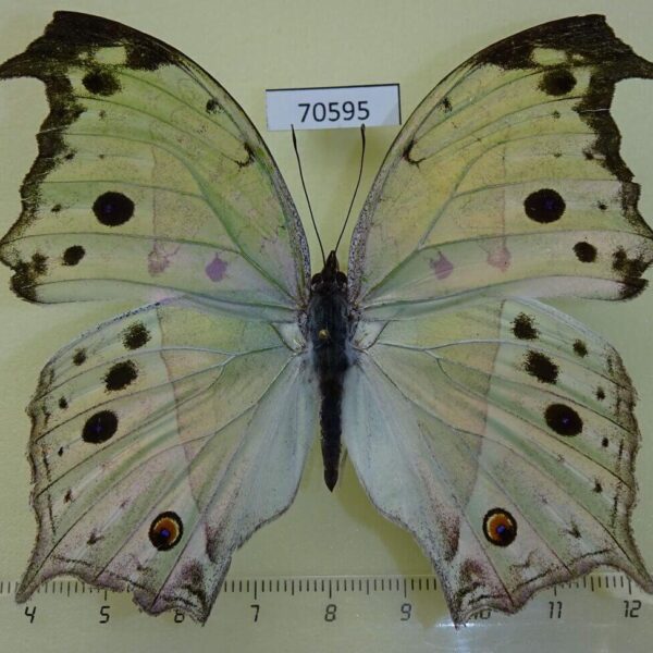 Nymphalidae Protogoniomorpha parhassus Uganda
