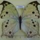 70595p Nymphalidae Protogoniomorpha parhassus Uganda $20