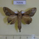 70596p Lasiocampidae Stoermeriana singulare Uganda $6