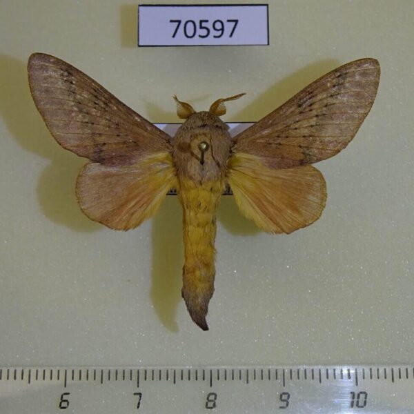 Lasiocampidae Pallastica meloui Uganda