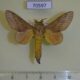70597p Lasiocampidae Pallastica meloui Uganda $10