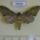 70598p Sphingidae Chloroclanis virescens Uganda $20