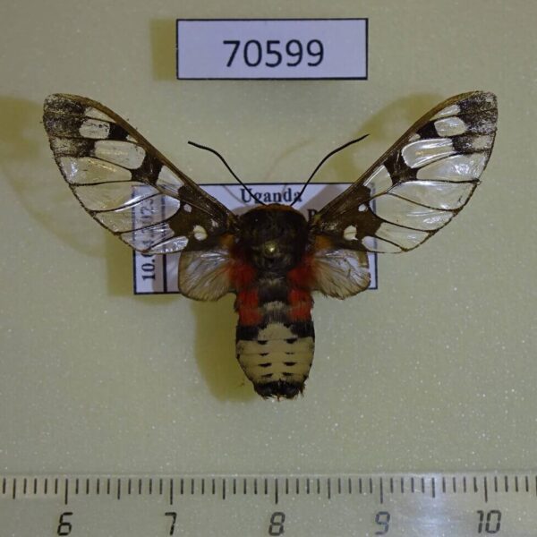 Arctiidae Balacra stigmatica Uganda