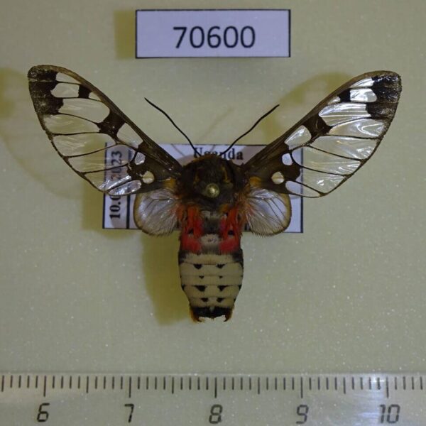 Arctiidae Balacra stigmatica Uganda