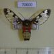 70600p Arctiidae Balacra stigmatica Uganda $50