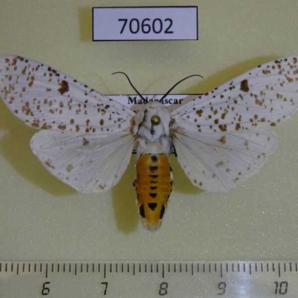 Arctiidae Detoulgoetia virginalis Madagascar
