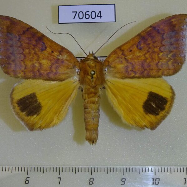 Noctuidae Achaea euryplaga Madagascar