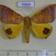 70604p Noctuidae Achaea euryplaga Madagascar $20