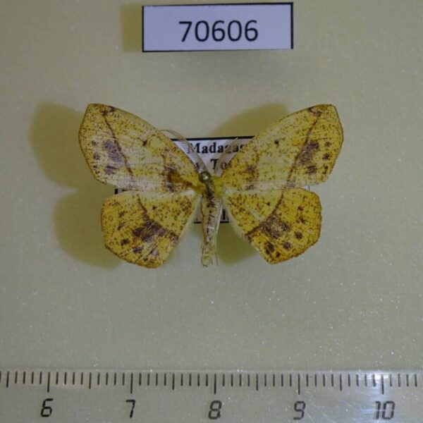 Geometridae Epigynopteryx silvestris Madagascar
