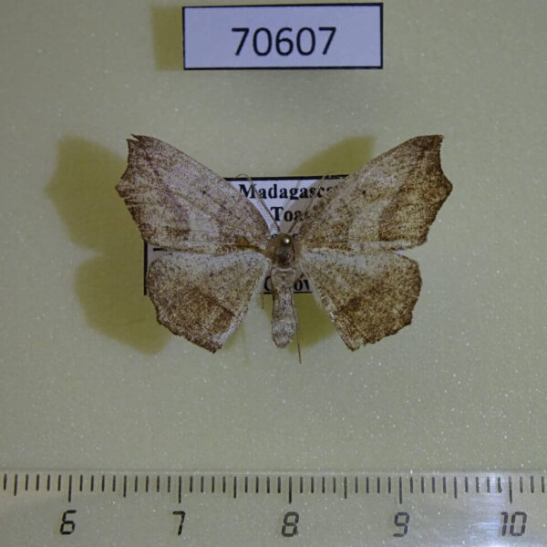 Geometridae Epigynopteryx prolixa Madagascar