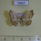 70607p Geometridae Epigynopteryx prolixa Madagascar $6