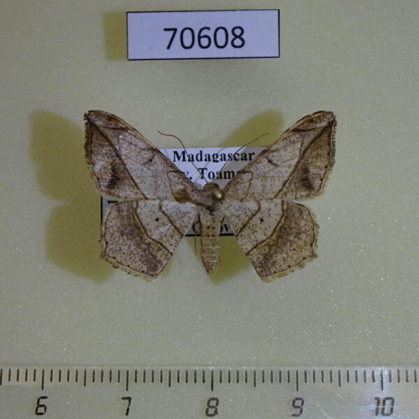 Geometridae Chiasmia simplicilinea Madagascar