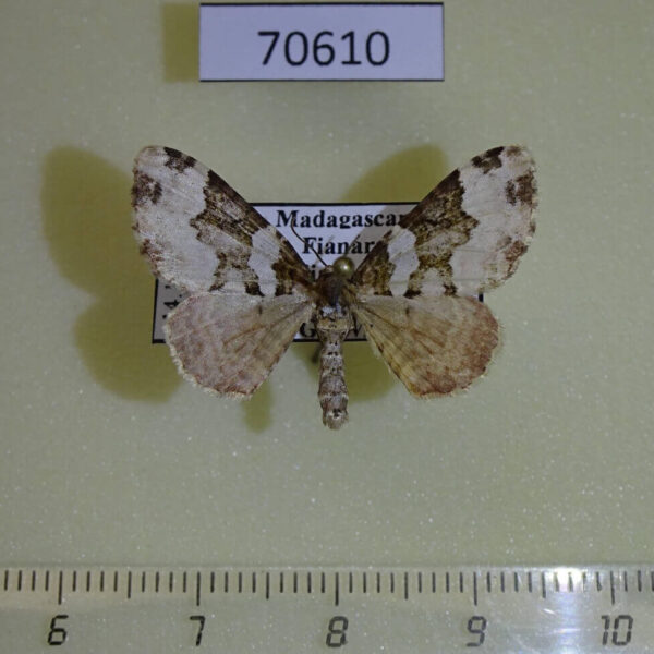 Geometridae Mimoclystia rhodopnoa Madagascar