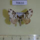 70610p Geometridae Mimoclystia rhodopnoa Madagascar $7