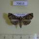 70613p Noctuidae Caryonopera mainty Madagascar $9