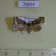 70614p Noctuidae Microplexia viridaria f Madagascar $8