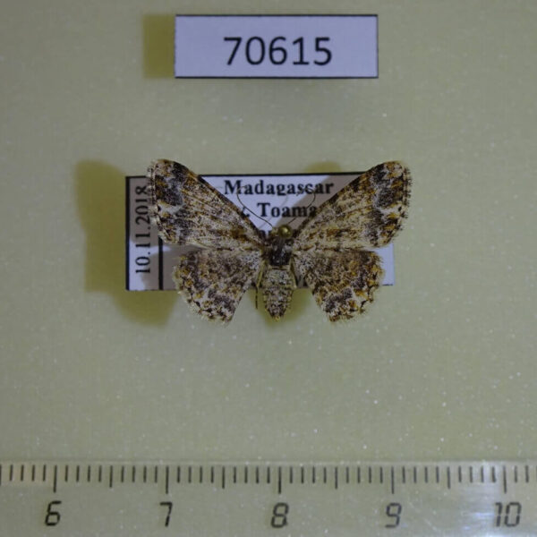 Geometridae Ectropis chopardi rufina Madagascar