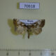 70618p Noctuidae Dysmillichia gemella Primorye $6