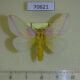70621p Lasiocampidae Dryocampa rubicunda Canada $20